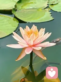 共存配图