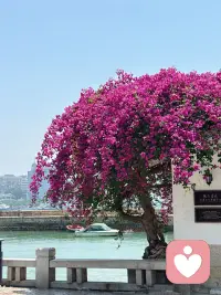 “秀出来的优秀”带着向外证明的用力，而自然绽放的优美，是内在饱满后的自在流露，像花悄悄开了，不是为了让人看见，只是因为它本身就该在那个时刻绽放。这种不刻意的舒展，反而更有长久的生命力吧！配图