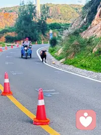 人们总偏爱开怀大笑的喜剧，以为欢乐是它的全部内核，殊不知真正高级的喜剧，从来都脱胎于悲剧。笑只是浮于表面的外衣，悲才是藏在深处的根基。

喜剧制造反差，悲剧铺垫宿命。那些让人捧腹的桥段，往往是人物身处窘迫、无奈、求而不得时的狼狈模样。小人物拼命周旋生活，用尽笨拙的方式对抗世事刁难，看似滑稽可笑，背后却是普通人无力挣脱的困境。我们笑着荧幕里的荒唐，实则是在旁观众生的挣扎。

欢笑短暂，悲凉绵长。低俗的喜剧一味堆砌段子，只求瞬时的哄笑，笑过便转瞬即逝；而高级的喜剧总能笑着笑着红了眼眶，在戏谑调侃之后，露出生活残酷的原貌。欢笑是暂时的宣泄，悲剧才是人生常态，喜剧不过是把心酸揉进玩笑，把苦难包装成幽默。

幽默本质上是与苦难和解。世人总要经历遗憾、失意与困顿，无法直面的悲伤，便化作自嘲的笑意。喜剧创作者把人生的委屈、命运的不公，拆解成诙谐的情节，让观众在笑声中接纳世事的不完美。笑是情绪的出口，悲才是故事的本源。

正所谓乐极生悲，悲中生乐。顶级的幽默，从来不是刻意搞笑，而是看透人间疾苦之后，依然选择笑着面对生活。笑着读懂喜剧，慢慢看清悲剧，才明白所有开怀的瞬间，都是苦难开出的温柔花朵。配图