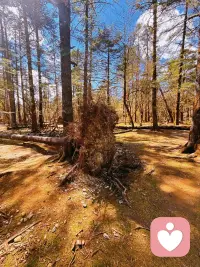 人如同四季草木，本就需要周期性休整、排空杂念。
清理积压的负面情绪、纠缠的人际内耗、放不下的过往执念，便是一场内在的能量净化。配图