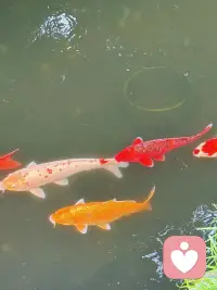 无论是和外界的他人比较，还是和内心的“理想自己”较劲，本质上都是把自己当成了一把冰冷的尺子，用来丈量“够不够好”。可当我们放下这把尺子，去和身体的疲惫、呼吸的节奏、心底的小确幸这些真实感受相遇，去拥抱那个会累、会慌、会偷偷开心的自己时，才终于把自己当一个有温度的人来疼。别总做丈量自己的尺子了，先和真实的自己好好拥抱，这才是爱自己的开始啊。配图