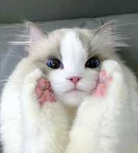 ❤️心理健康的十大标准❤️
心理健康是一个多维度的动态平衡状态，结合经典理论与现代研究，其核心标准可归纳为以下十项：

❤️情绪调控能力
能够合理识别、适度表达并有效管理情绪，避免长期陷入极端负面情绪或过度压抑。例如，在压力情境下运用深呼吸、正念冥想等方式调节焦虑。
❤️自我认知清晰度
客观评估自身优缺点，设定符合实际能力的目标。既不因过高期待产生挫败感，也不陷入自我贬低，如通过写反思日记增强自我觉察。
❤️健康人际关系网络
建立平等、互助的社交关系，既能维护个人边界，又能共情他人需求。频繁的深度社交互动（每周至少4次）可显著提升情绪稳定性。
❤️环境适应与学习力
灵活应对生活变化，从经验中总结成长策略。例如通过系统脱敏法逐步克服恐惧，或调整作息适应新工作节奏。
❤️生活目标可行性
基于个人条件与社会环境制定阶段性目标，避免因不切实际的追求引发慢性压力。运用SMART原则拆解大目标为可执行小任务。
❤️健全人格与价值观统一
思想、情感与行为协调一致，性格特征稳定且符合社会规范。例如在利己与利他之间找到平衡，避免内在冲突导致心理耗损。
❤️基本需求满足与社会责任平衡
在合法合规前提下满足情感、成就等需求，同时兼顾集体利益。如通过志愿服务实现个人价值与社会贡献的双向滋养。
❤️独立性与适度依赖
保持人格完整性的同时，能接受必要的社会支持。例如遭遇重大挫折时主动寻求专业帮助而非过度封闭。
❤️现实感知与主观体验协调
保持对客观环境的敏锐感知，避免过度沉溺于幻想世界。定期接触自然或参与社会实践有助于维持现实连接。
❤️心理韧性储备
面对逆境时表现出复原力，如遭遇失败后能快速调整认知策略而非陷入持续性自我否定。研究表明每周3小时兴趣活动可提升30%抗抑郁能力。
❤️心理健康状态具有动态波动性，中国科学院心理研究所提出的五维评估模型（情绪管理、自我认识、人际关系、认知效能、适应能力）可作为日常观察工具。若出现持续两周以上的睡眠障碍、食欲异常或社交回避等情况，建议及时寻求专业干预。