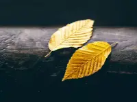 孩子的愛來自父母，可是傷害也是來自父母。