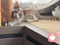 養小動物不是為了讓它愛上你，而是讓你可以去愛它。配圖