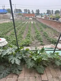 绿色