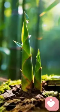 接受自己原本的样子，比努力扮演另一个人轻松多了，伪装，只能让我们获得看似光鲜的外表，其内里仍充满焦虑配图