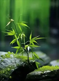最深的自在，不是你活成了誰羨的樣子，
而是你終于不再為仼何目光修整自己
自在不是獲得
而是不再添加