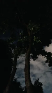 傾聽師減脂計劃倒數(shù)第12天

今晚去跑步了

給大家看看黑夜中的大樹

它一端深深扎根在大地

另一端伸向浩瀚無垠的天空

寶子們早睡才能早起哦

老師有減脂任務(wù)先休息了配圖