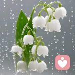 o菠萝老师的头像