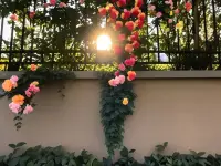 早安，小太陽來咯??配圖