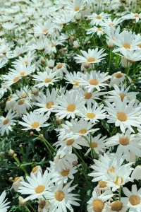 今日芒種，生活雖然忙碌，耕耘雖然辛苦
但有認真地生活，必將收獲應有的幸福。配圖