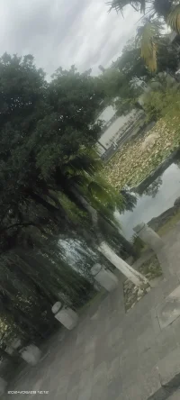 當撐風的大樹成為你的心結，那么遠離可能會暫時讓你不那么焦慮配圖