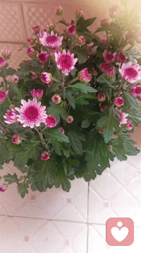 這花養的不錯配圖