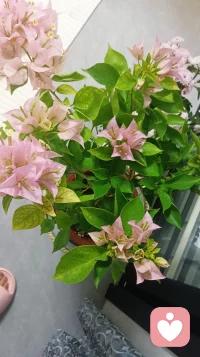 我又養了一盆新花配圖