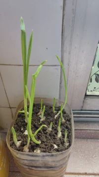 每個人都有缺角，沒有缺角就是完人，表示人做完了，要回去了，所以那么急干什么呢？
天道忌滿，人道忌全配圖