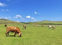 如何管理情绪让内心平静
在现代社会的快节奏生活中，我们常常感到内心疲惫与焦虑。面对这种情绪内耗，如何有效管理并建立内心的宁静？本文将为您揭示几个有效策略。
一、接受不完美，和解自我
很多人的情绪内耗源自对“应该”的执念。然而，心理学告诉我们，接纳现实与理想之间的差距是关键。当您用旁观者的角度看待自己的想法时，会发现在很多时候，过度担忧和放大负面后果只会加重情绪内耗。学会接纳不完美与自身和解是开始解脱内耗的步骤。
二、以行动打破循环思维
行动是克服内耗的关键。当思维陷入重复循环时，启动“5分钟行动法则”是有效的解决方法。从简单的小事做起，如整理书桌、散步等，这些行动能激活身体并打破思维僵局。同时，将大任务分解成小任务也是减轻焦虑的好方法。
三、重新定义时间价值
时间感知的重建对于管理情绪内耗至关重要。许多内耗者沉溺于过去的遗憾或未来的恐惧中，而忽略了当下。通过正念练习如专注于食物的味道或感受脚掌与地面的接触来激活大脑前额叶皮层，从而减少焦虑。当您意识到自己陷入胡思乱想时，深呼吸等身体感官练习能帮助您将注意力带回现实。
四、心理边界与正念建立
人际关系中的过度付出、过度讨好和不良的环境都可能消耗您的心理能量。学会建立心理边界并拒绝那些消耗你的人和事是至关重要的。此外，正念的建立也能够帮助您减少心理消耗。例如，对让您感到焦虑的信息设置“接触时间限制”，如同清理手机缓存一般定期清理您的心理空间。
五、冥想让内心回归平静
冥想是一种培养内心平静的有效手段。定期进行正念冥想能够帮您培养觉察力并更加清晰地认识自己的情绪和想法。在情绪波动时，通过深呼吸和冥想来平复情绪并恢复内心的平静是很好的选择。
总之，要停止情绪内耗并非一蹴而就的过程但通过上述策略的实践与坚持我们能够逐步与自己和解并建立内心的宁静从而提升生活质量面对生活的挑战时让我们以更加平和的心态去应对让内心变得更加坚韧和有力吧！