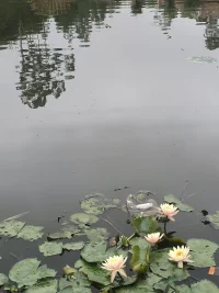 在這方寧靜的水面，睡蓮悄然綻放。愿你如這水中睡蓮，于塵世喧囂中，守得一方靜謐天地。不被外界紛擾所困，內心澄澈且篤定，在屬于自己的天地里，優雅從容地盛放，每一刻都散發著獨有的芬芳。 同時我也可以傾聽你的訴說。配圖