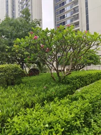 端午安康，愿你喜笑顏開，好運連連(*^-^)???配圖