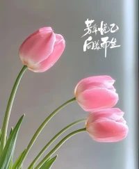 不与烂事纠缠，不被情绪勒索
就像树站在风里，动而不摇，静而不慌。