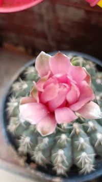 花??在開之前，是滿心的期待，花??開后又是無比的驚艷，當花??謝時，又是滿滿的不舍和惋惜。人生就像花??一樣，在經歷的過程中，成長、成熟，最后就是慢慢離開別人的視線，所以你盡管綻放，用最炙熱的心??去體驗你的人生。配圖