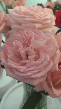 被花花治愈的我
生活或許很難
但也要開心面對配圖