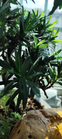 你看，窗台的绿植又冒出了新芽，就像生活，总在裂缝里藏着向上的勇气。