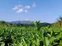 《當我真的愿意看見自己時》 薩提亞 當我真的愿意看見自己時 我可能還會痛 但已經不再抱怨 我深知 這痛 只因遇見真實的自己 曾經那個不懂愛的自己 透過痛 生命正在穿越和成長 這個痛 跟任何其他人無關 我接納并祝福 生命里經過的每一個人 如果真的曾經相遇 無論是怎樣的形式 必定都是一份禮物 當我真的愿意看見自己時 我可能還有傷 但我已不再盼人來療傷 我深知 通過深入生命的實相 我自己能夠療愈一切的傷口 我不再 去索取別人的愛 當我能夠療愈自己 愛從我心里流出來 我知道 總會有一天 我也會成為愛本身 每一個經過我的人 都能夠聞到慈悲的芬芳配圖