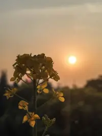 每一朵小花，都在欣賞晚霞的風景。配圖