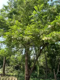 在夏天的季節(jié)里，享受春風(fēng)十里，槐花真香。配圖