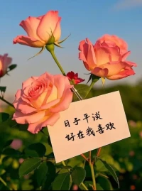????????配圖