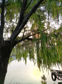 太阳还没有落下，被乌云遮盖。但是剩下的余晖仍然照在如镜一般的湖面上，与悬在半空中的余光互相照应，柳枝垂下，那么平静。心是一切的源泉，修好自己的❤️，看什么都会平静。