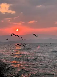 大海向來是好的。人們說，藍色能撫慰人心，而大海的藍，又藍得那樣深，那樣遼闊。我每每坐在海邊，看那波濤起伏，便覺得心中有什么東西也跟著一起一伏，漸漸平靜下來。仿佛是你所有的心思它都明白，又毫無條件的容納你的所有。

心理咨詢室里的沙發(fā)，未必比海邊的礁石更舒適。心事重重的人來了，先是躊躇，繼而坐下，臉上堆著笑，嘴角卻向下彎著。他們大抵如此：一面渴望著傾訴，一面又懼怕著被看穿。這倒與海浪相似，涌上來又退下去，循環(huán)往復，永無休止。

海風挾著咸味，穿過咨詢室的窗縫。那憂傷的人喲，那樣的難以解開心結——坐在我對面，手指絞在一起，骨節(jié)發(fā)白。他說他夜夜夢見自己沉入海底，水灌進肺里，卻意外地不覺得難受。老師，這是何故呢？他問，眼睛盯著地板。

我見過許多這樣的眼睛。海邊的拾貝孩童也有這般神情——既憂郁沉重低悶的透不過氣來，又時爾歡快仿佛是忘記了剛才的一幕幕…配圖