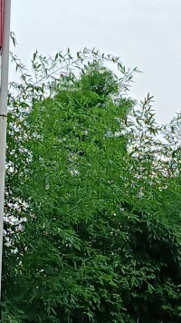 萬事云煙忽過，一身蒲柳先衰。而今何事最相宜，宜醉宜游宜睡。

早趁催科了納，更量出入收支。乃翁依舊管些兒，管竹管山管水。

感悟：

如煙往事，匆匆散去，現(xiàn)在的自己，別的都不想管，只想著看看風景，養(yǎng)養(yǎng)竹子。

有清酒可飲，有山水可賞，吃飽穿暖睡得香，生活已經(jīng)很滿足了。配圖