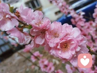 不会灌鸡汤，也不会一味说漂亮话！
作为一个东北女人，这些真的搞不来！
我能做的，只是陪着你，倾听你。尊重你！
没有指责，没有说教，不做评判！
做你的知心姐姐！而你
只要放心的做你自己就好，你就是不一样的烟火！