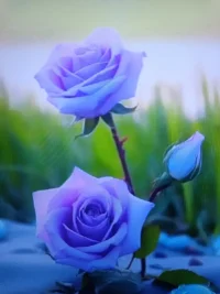 女人如花配圖