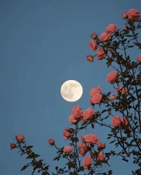 人生，總有不期而遇的溫暖，和生生不息的希望。
花開成景，落雨成詩，
也愿每一次相逢，都能溫暖你的余生。配圖