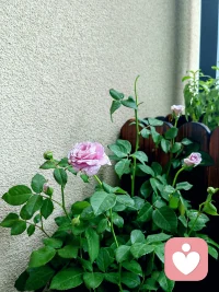 边界不是拒绝，而是温柔的认出自己配图