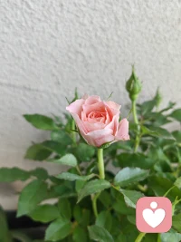 許多“遺憾”并非來自錯誤的選擇，而是源于不敢松手、不敢任性、不敢真正去活的心態。配圖