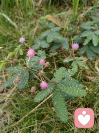 南方晚秋的霧雨，濾去生命的疑惑，沁人心扉配圖