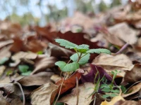 當花在花開的時候，
欣賞之。
當花在花謝的時候，
欣賞之。

花開的時候，
芬芳沁人，蜂蝶自來；
花謝的時候，
蘊藏希望，等待重生。配圖