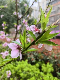 當花在花開的時候，
欣賞之。
當花在花謝的時候，
欣賞之。

花開的時候，
芬芳沁人，蜂蝶自來；
花謝的時候，
蘊藏希望，等待重生。配圖