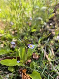 你來看此花，
此花一時鮮艷起來。

你未看此花時，
此花與你同歸于寂！配圖