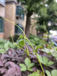 你是怎么看待完美的？
你認為有完美的存在嗎？
如果沒有完美的事物存在，
那你所追求的完美是什么？

所謂的完美，
不是做到極致完美無瑕，
而是接納自己的不完美，
同時看到自己美好的一面。配圖
