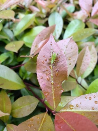 你是怎么看待完美的？
你認為有完美的存在嗎？
如果沒有完美的事物存在，
那你所追求的完美是什么？

所謂的完美，
不是做到極致完美無瑕，
而是接納自己的不完美，
同時看到自己美好的一面。配圖