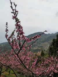 其實折磨你的，從來不是任何人的情緒，
而是你心存幻想的期待，世間萬物都在治愈你，唯獨你自己不肯放下自己。配圖