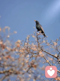 高敏人在追随内心，向内求这方面颇有优势，把注意力转向内在感受、转向热爱，才会找到自己身上独一无二、任何人都复制不了的独特之处配图
