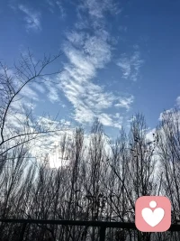 抬头望那蓝天祥云，地上积雪压枝，自然无声却很疗愈配图