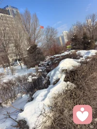 抬头望那蓝天祥云，地上积雪压枝，自然无声却很疗愈配图