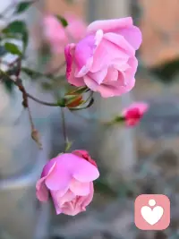 分享下面的话:
“收回视线，专注于耕耘自己的心田。为自己营造一个温暖、安宁、充满能量的内在空间。
去读一首诗，去临一页帖，去插一瓶花，点亮那盏名为“热爱”的灯。”
                      ——《物道》配图