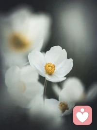 杨绛曾说过：“不要碰到一点压力，就把自己变成不堪重负的样子，不要碰到一点不确定性，就觉得自己前途黯淡无光，不要碰到一点挫折，就搞得自己一蹶不振。人这一辈子啊，你该走的弯路，该吃的苦，该撞的南墙，该掉的陷阱，一样都少不了，坚强挺住，熬过去，跨过去，好运自然来。”配图